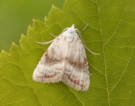 74.002 BF2076 Kent Black Arches Meganola albula