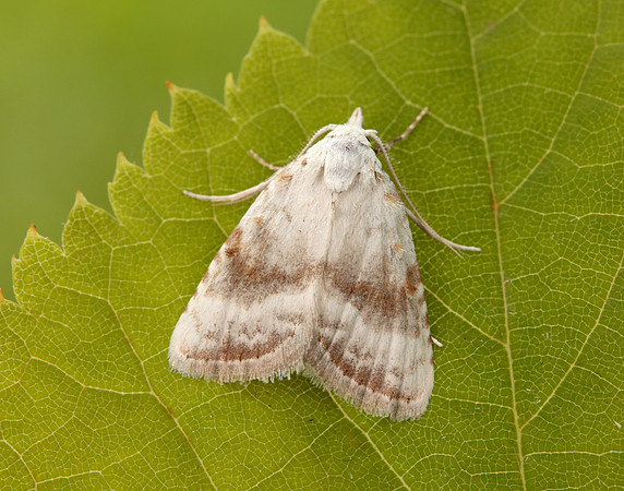 74.002 BF2076 Kent Black Arches Meganola albula