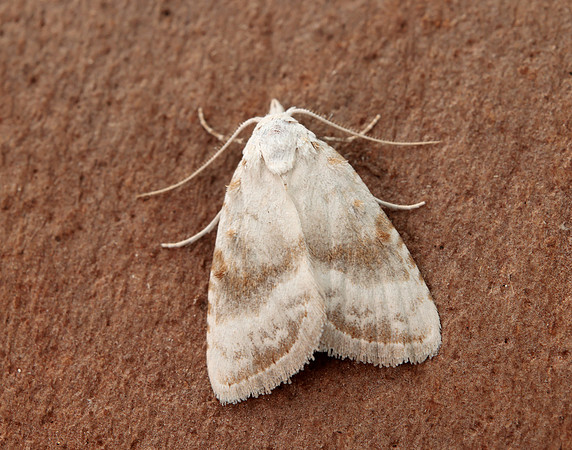74.002 BF2076 Kent Black Arches Meganola albula
