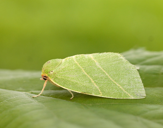 74.007 BF2421 Scarce Silver-lines Bena bicolorana