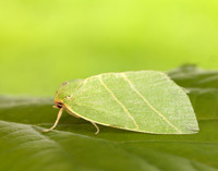 74.007 BF2421 Scarce Silver-lines Bena bicolorana