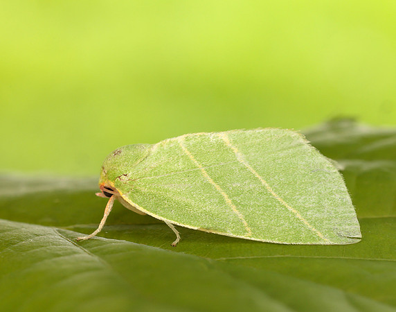 74.007 BF2421 Scarce Silver-lines Bena bicolorana