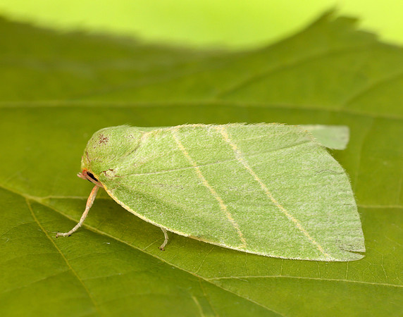 74.007 BF2421 Scarce Silver-lines Bena bicolorana