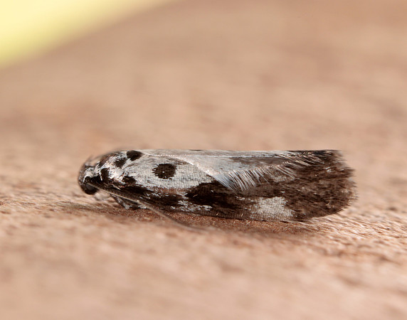 33.002 BF719 Ethmia quadrillella