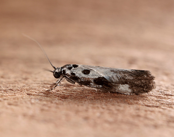33.002 BF719 Ethmia quadrillella