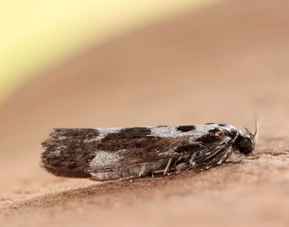 33.002 BF719 Ethmia quadrillella