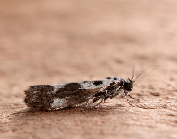 33.002 BF719 Ethmia quadrillella