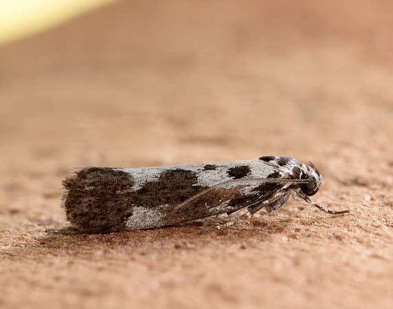33.002 BF719 Ethmia quadrillella