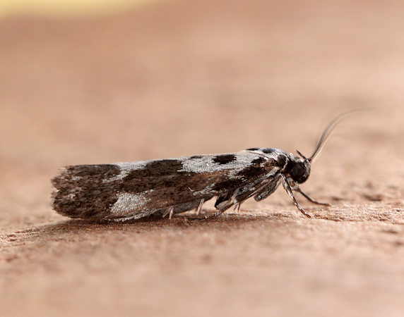 33.002 BF719 Ethmia quadrillella