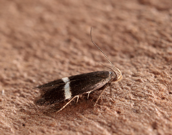 35.003 BF844 Syncopacma larseniella