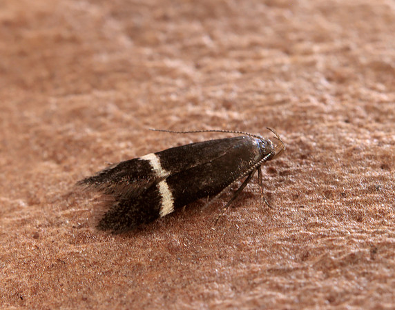 35.003 BF844 Syncopacma larseniella