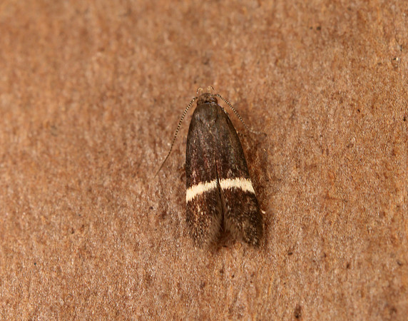 35.003 BF844 Syncopacma larseniella