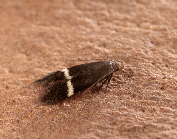 35.003 BF844 Syncopacma larseniella