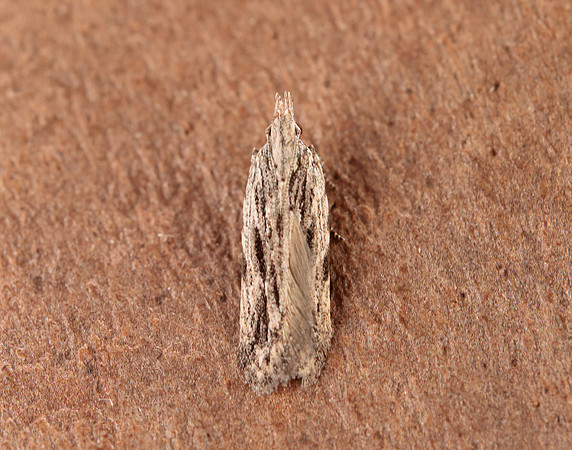 35.019 Anarsia innoxiella