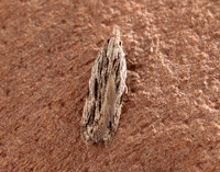 35.019 Anarsia innoxiella