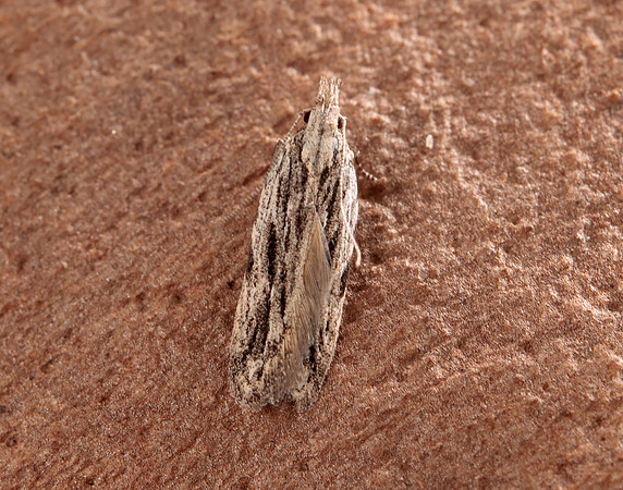 35.019 Anarsia innoxiella