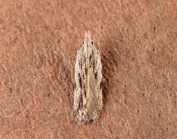 35.019 Anarsia innoxiella