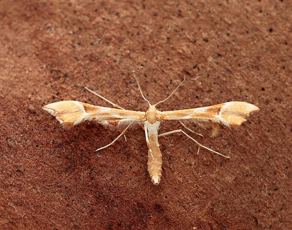 45.022 BF1496 Rose Plume Cnaemidophorus rhododactyla