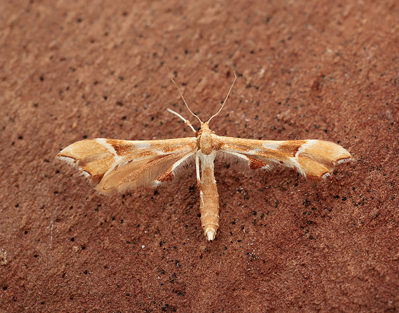 45.022 BF1496 Rose Plume Cnaemidophorus rhododactyla