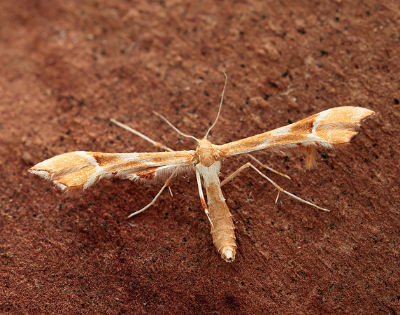 45.022 BF1496 Rose Plume Cnaemidophorus rhododactyla