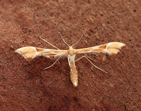 45.022 BF1496 Rose Plume Cnaemidophorus rhododactyla