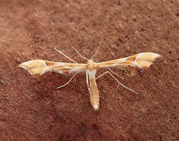 45.022 BF1496 Rose Plume Cnaemidophorus rhododactyla