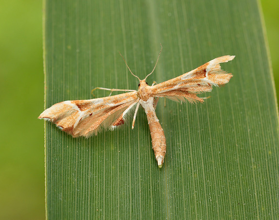 45.022 BF1496 Rose Plume Cnaemidophorus rhododactyla