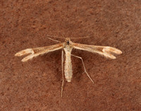 45.023 BF1495 Crescent Plume Marasmarcha lunaedactyla