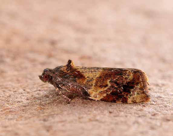 49.004 BF1010 Red-barred Tortrix Ditula angustiorana