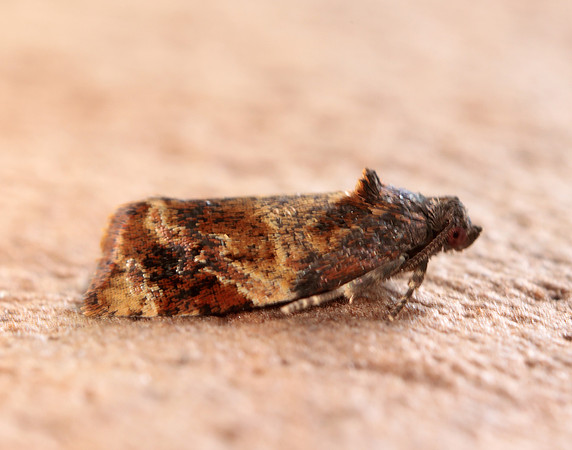49.004 BF1010 Red-barred Tortrix Ditula angustiorana