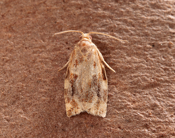 49.015 BF980 Variegated Golden Tortrix Archips xylosteana