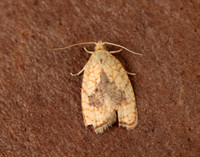 49.062 BF1036 Acleris forsskaleana