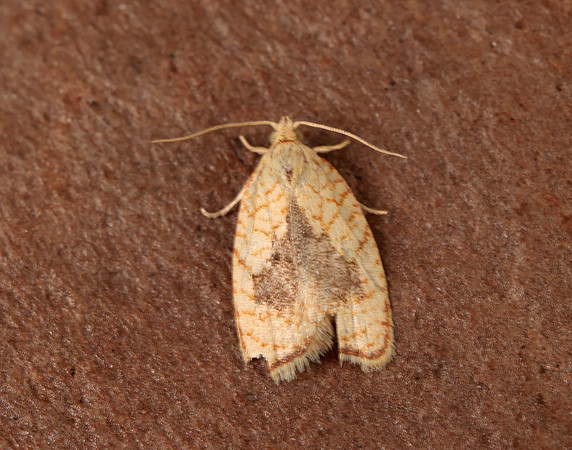 49.062 BF1036 Acleris forsskaleana