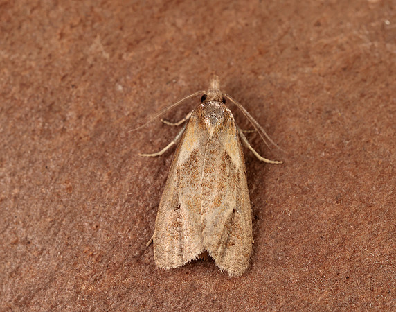 49.092 BF921 Phtheochroa inopiana