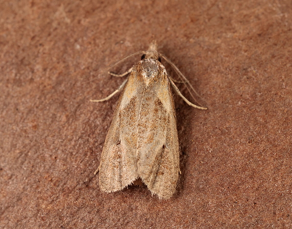 49.092 BF921 Phtheochroa inopiana