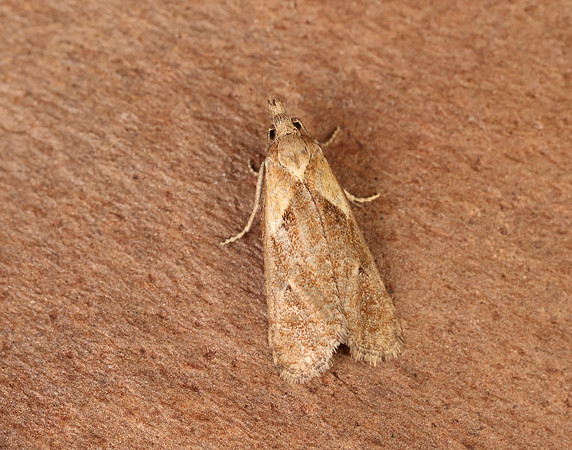 49.092 BF921 Phtheochroa inopiana