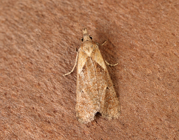 49.092 BF921 Phtheochroa inopiana