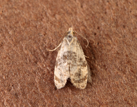 49.101 BF926 Phalonidia manniana