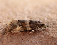 49.183 BF1108 Lobesia abscisana