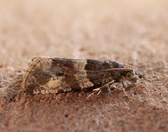 49.183 BF1108 Lobesia abscisana