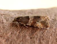 49.183 BF1108 Lobesia abscisana