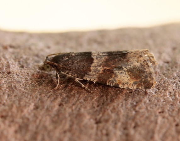 49.183 BF1108 Lobesia abscisana