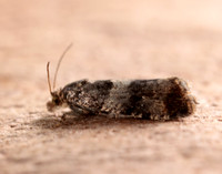 49.183 BF1108 Lobesia abscisana