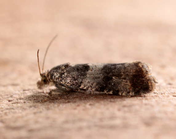 49.183 BF1108 Lobesia abscisana