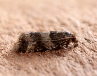 49.183 BF1108 Lobesia abscisana