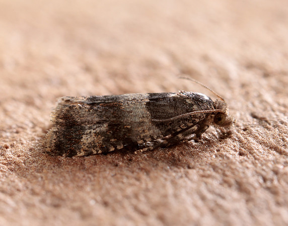49.183 BF1108 Lobesia abscisana