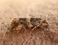 49.183 BF1108 Lobesia abscisana