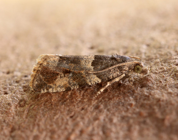 49.183 BF1108 Lobesia abscisana