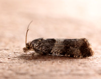 49.183 BF1108 Lobesia abscisana