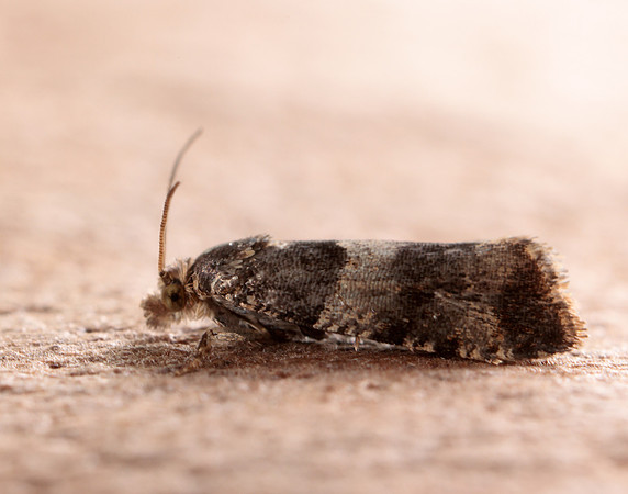 49.183 BF1108 Lobesia abscisana